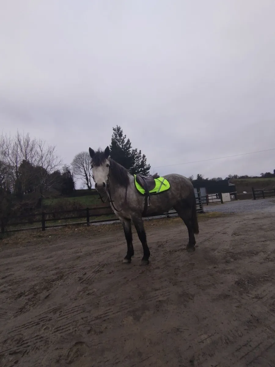 Connemara X 13.2 Hunting pony - Image 2