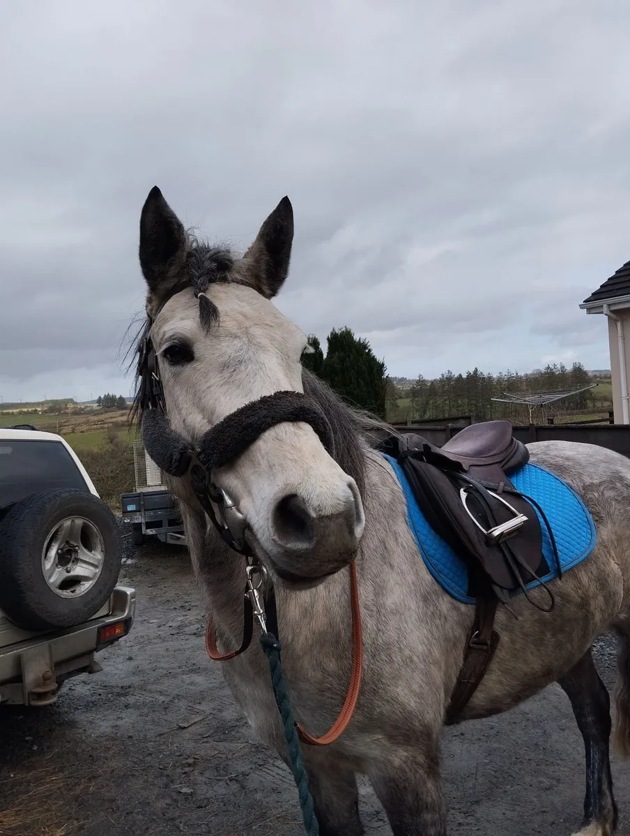 Connemara X 13.2 Hunting pony - Image 3