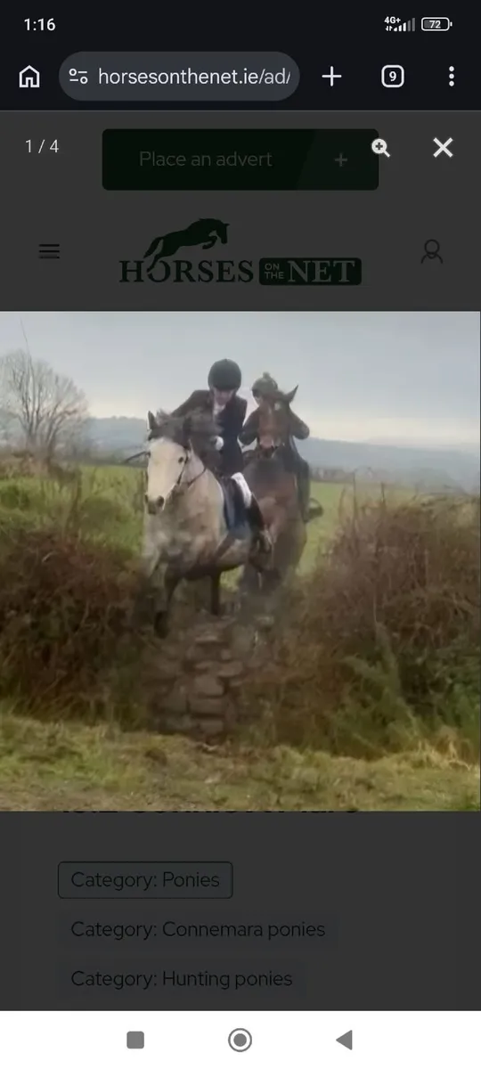 Connemara X 13.2 Hunting pony - Image 1