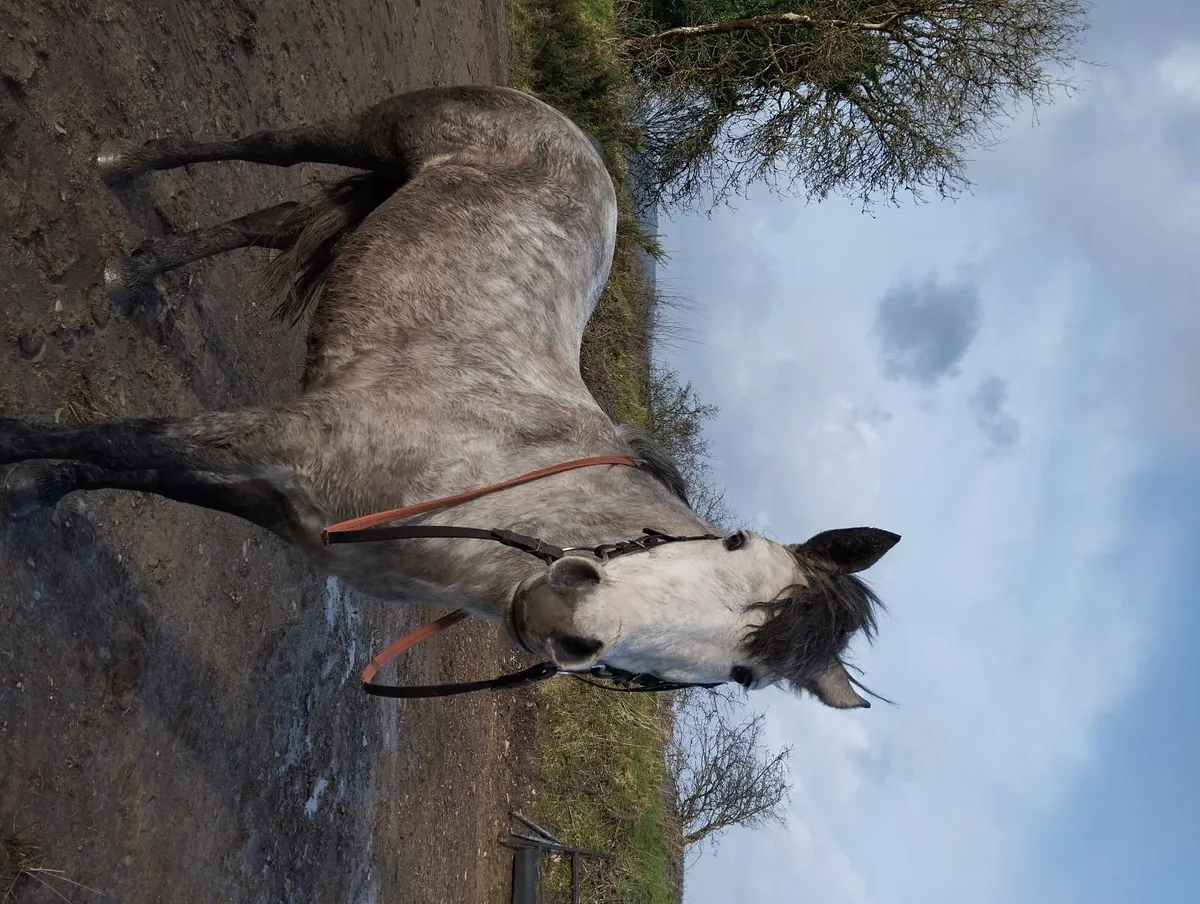 Connemara X 13.2 Hunting pony - Image 4