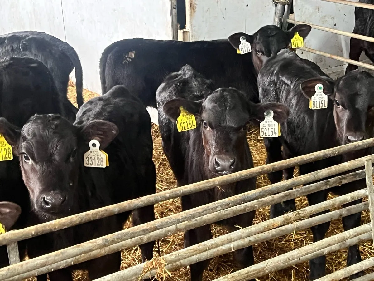 15 HALF REARED ANGUS HEIFERS - Image 1