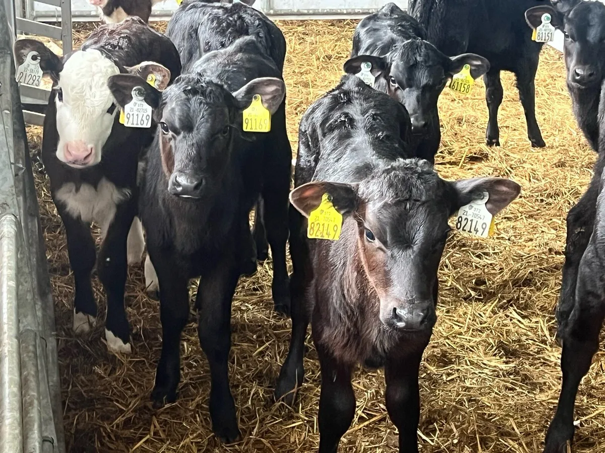 15 HALF REARED ANGUS HEIFERS - Image 2