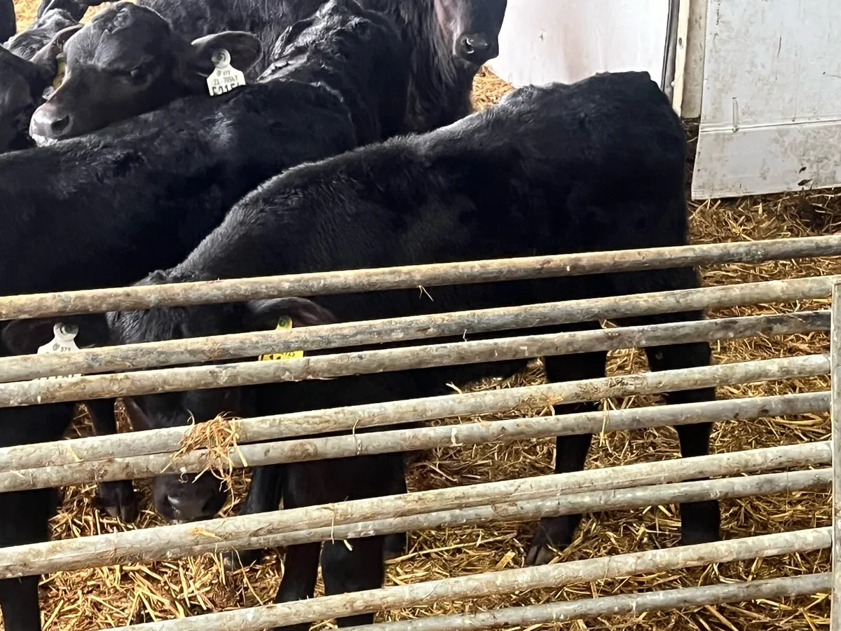 15 HALF REARED ANGUS HEIFERS - Image 3