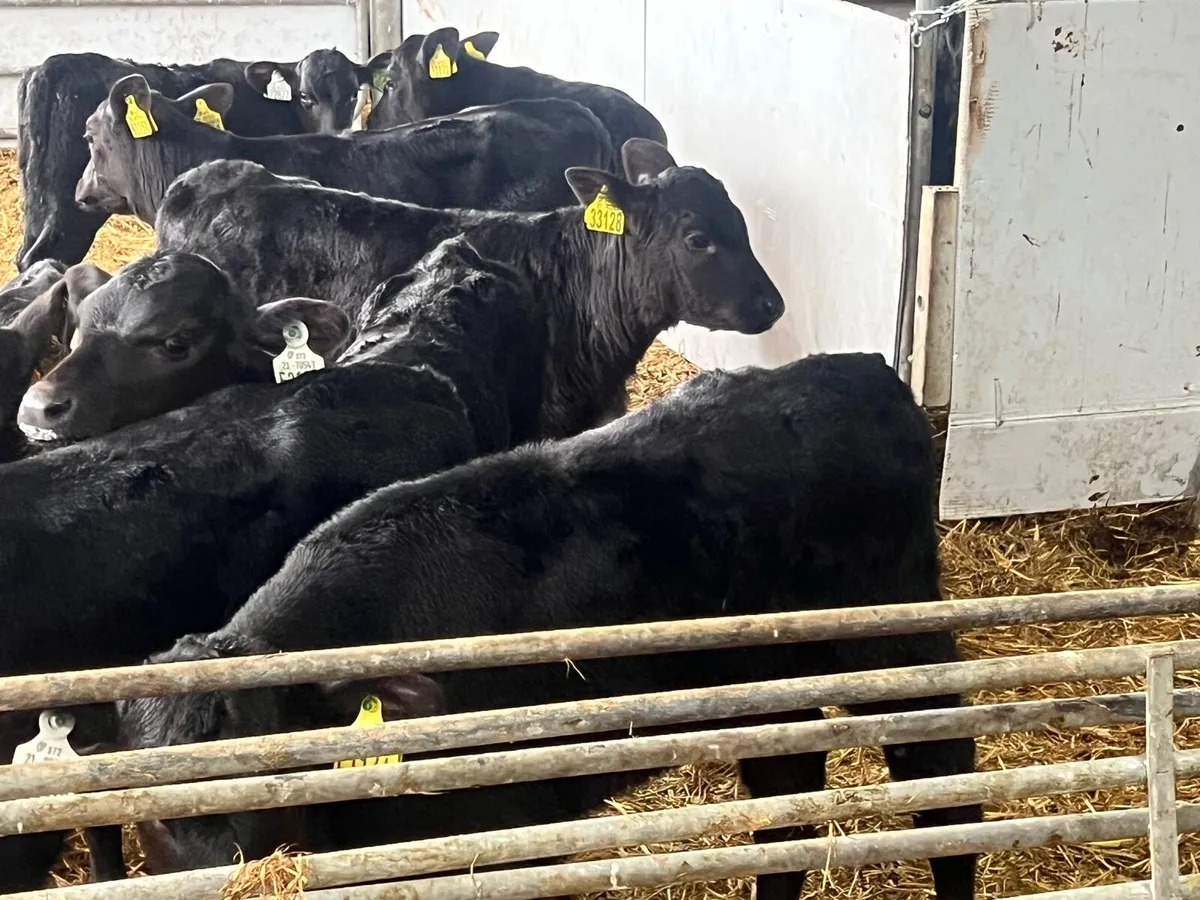 15 HALF REARED ANGUS HEIFERS - Image 4