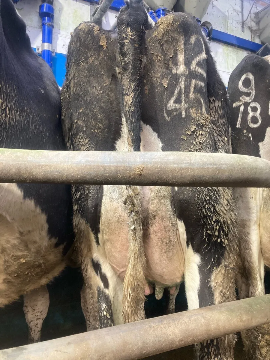 5 Calved Heifers @ Gortatlea Wednesday - Image 1