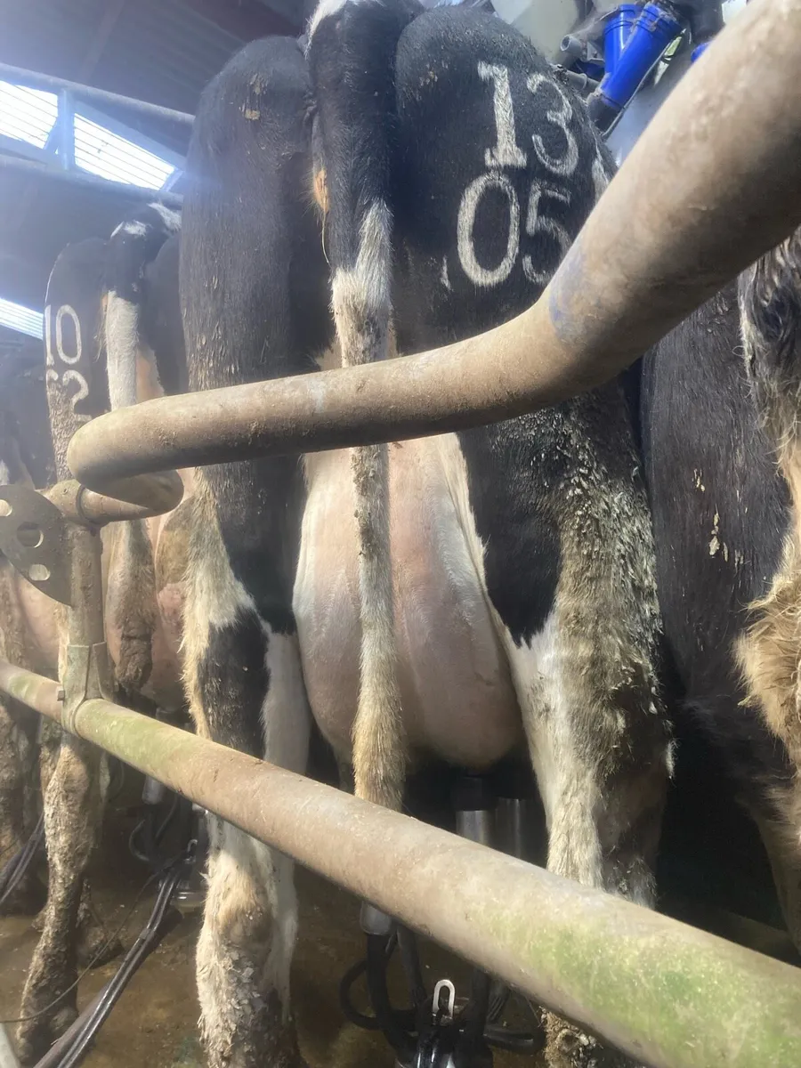 5 Calved Heifers @ Gortatlea Wednesday - Image 2