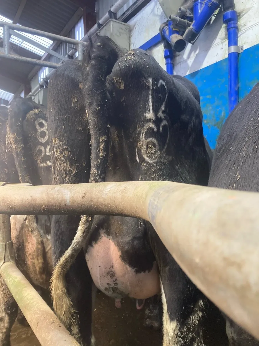 5 Calved Heifers @ Gortatlea Wednesday - Image 3