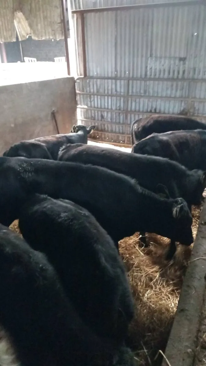 8 smashing angus bull weanlings - Image 1
