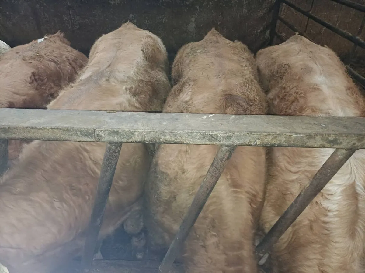 Weanling Bullock's - Image 2