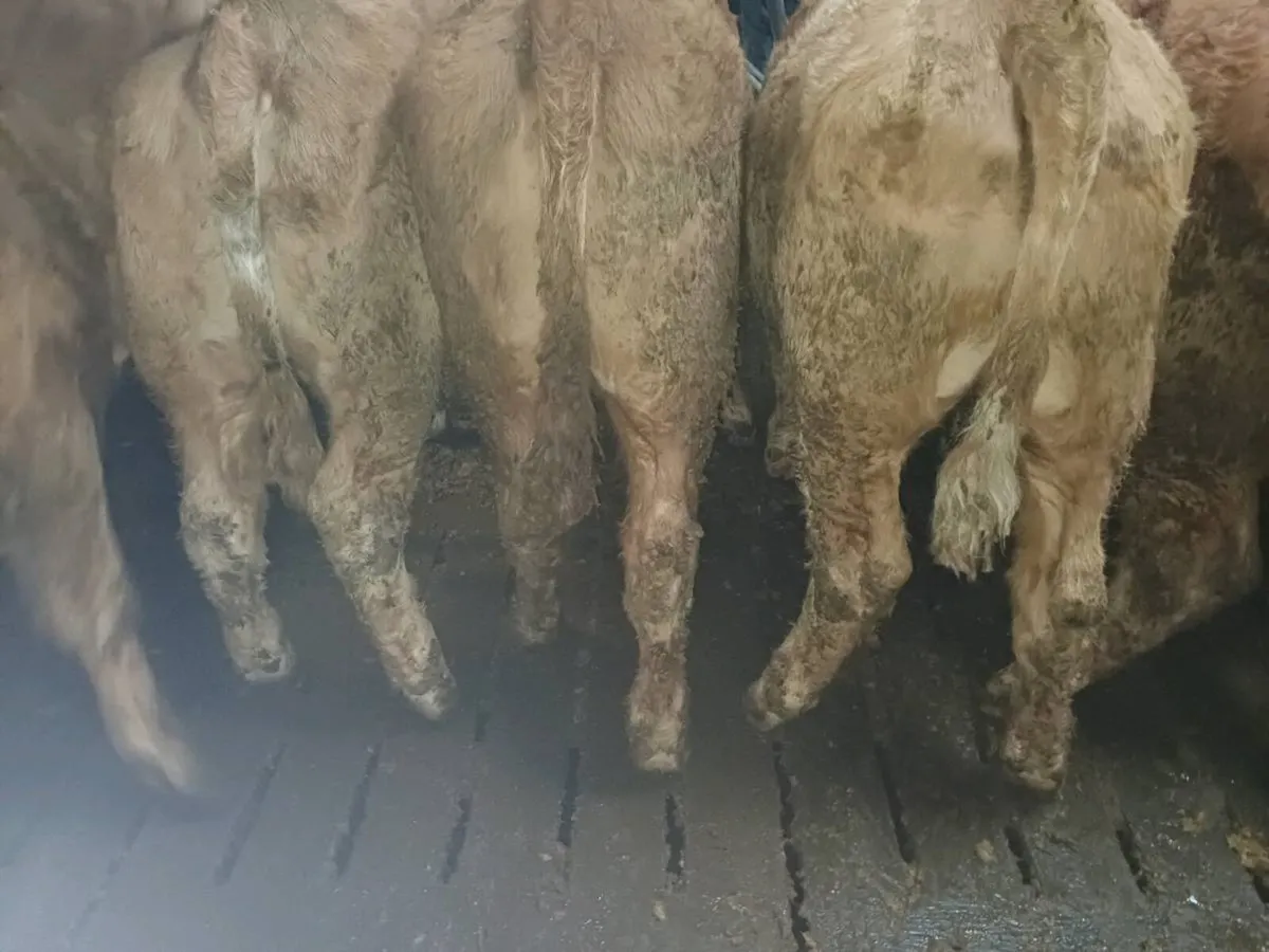 Weanling Bullock's - Image 3