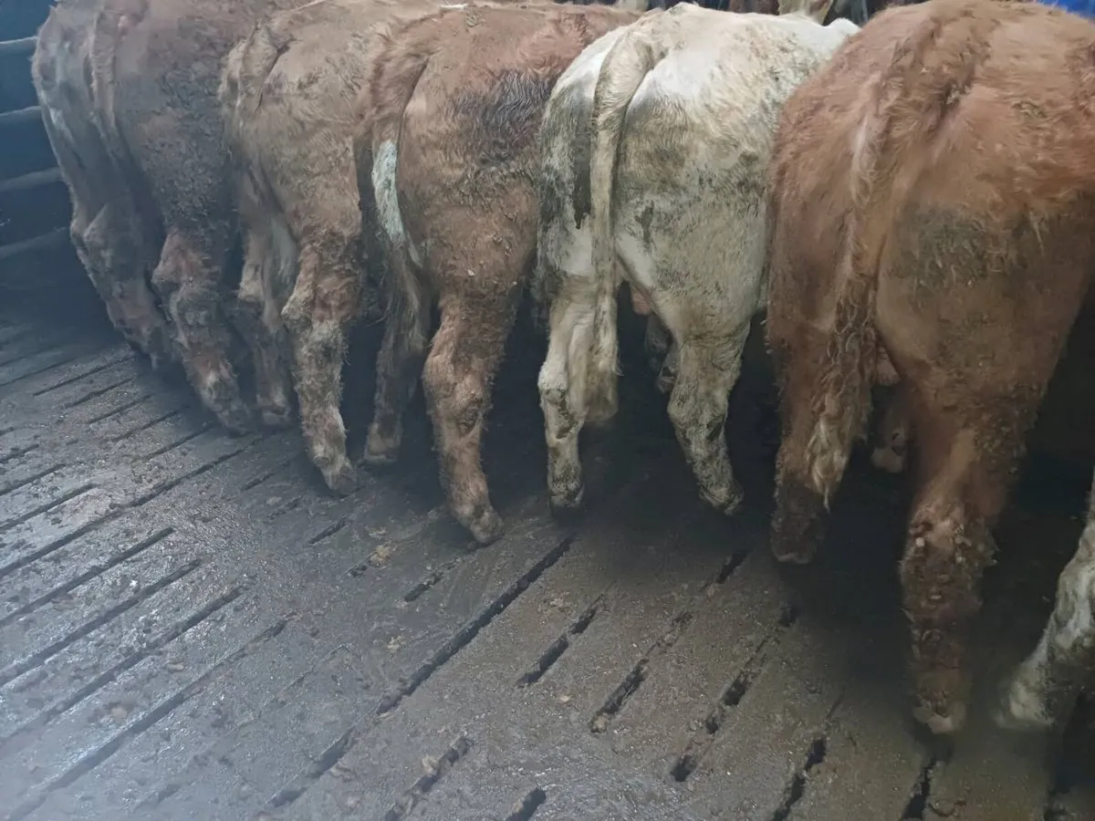 Weanling Bullock's - Image 4