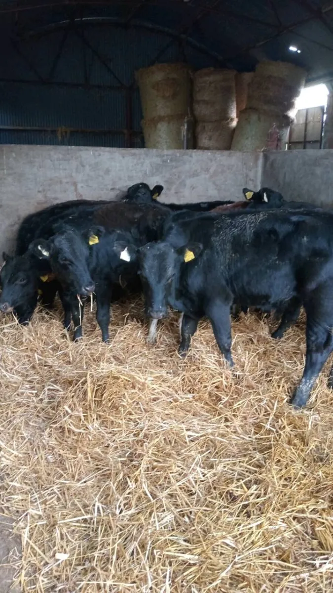 8 smashing angus bull weanlings - Image 2