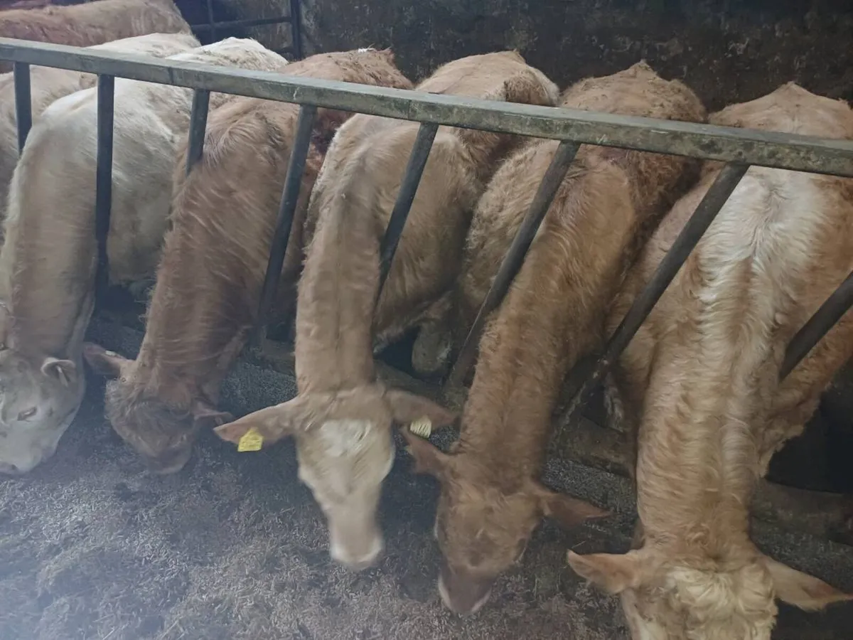 Weanling Bullock's Thurs 16th Ennis Mart - Image 1