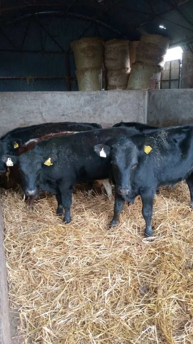8 smashing angus bull weanlings - Image 3