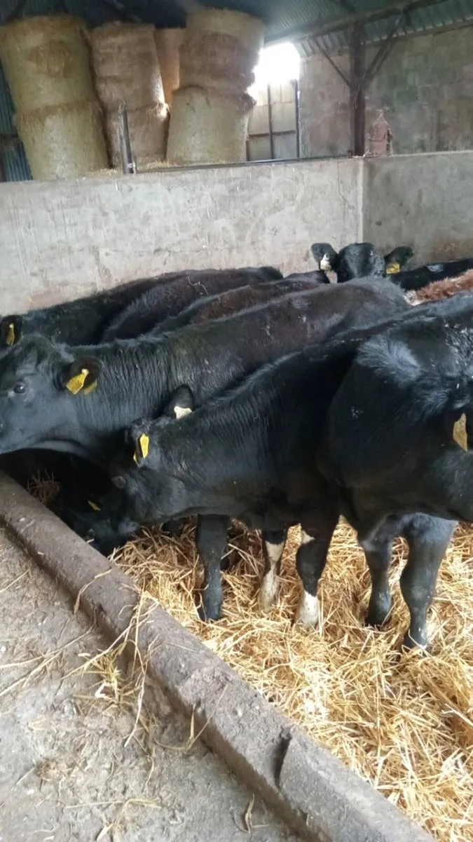 8 smashing angus bull weanlings - Image 4