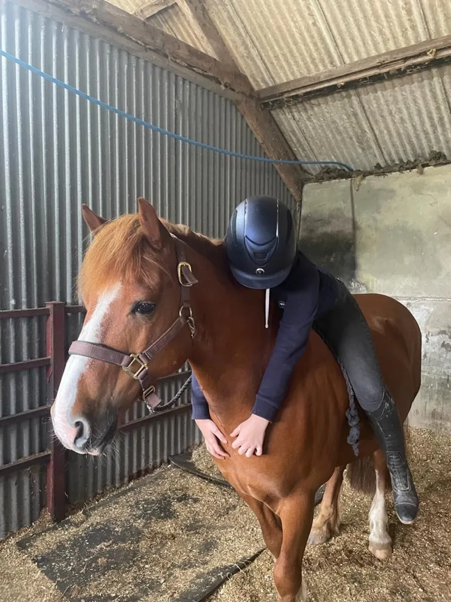 14.1 all rouder pony - Image 3