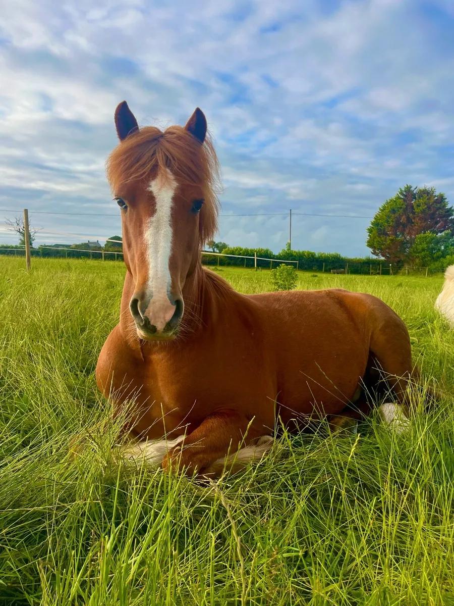 14.1 all rouder pony - Image 4