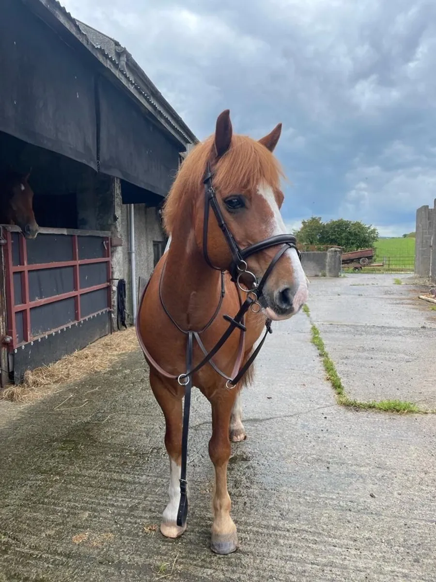 14.1 all rouder pony - Image 1