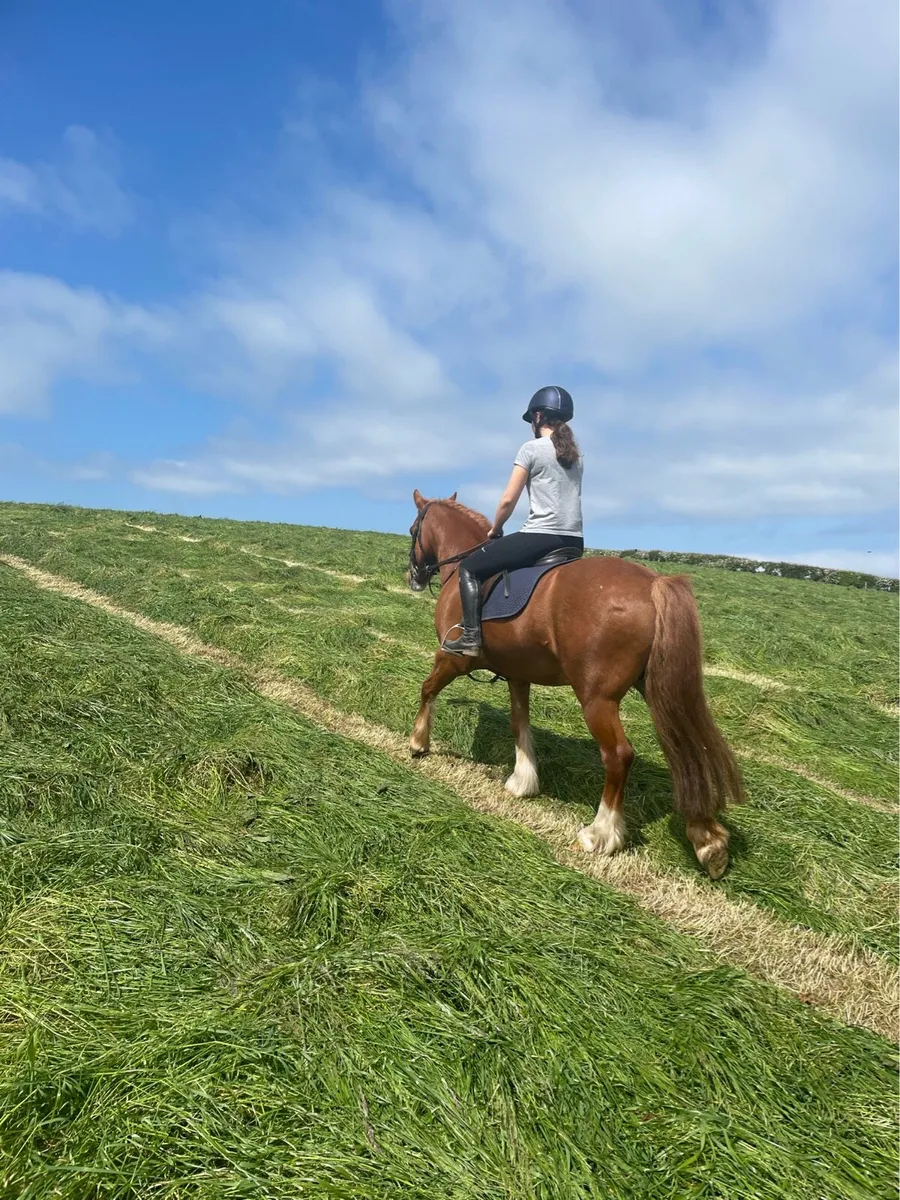 14.1 all rouder pony - Image 2