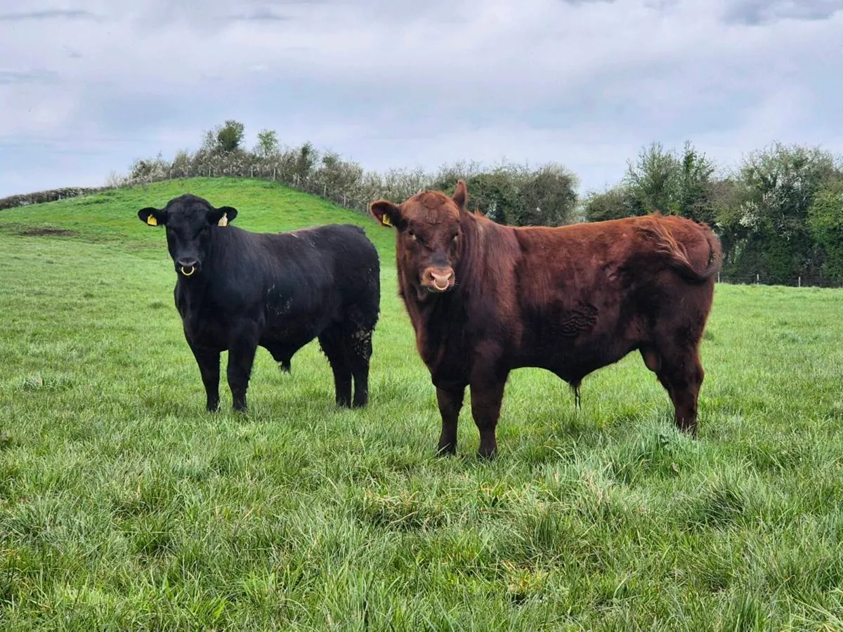 Angus bulls - Image 2