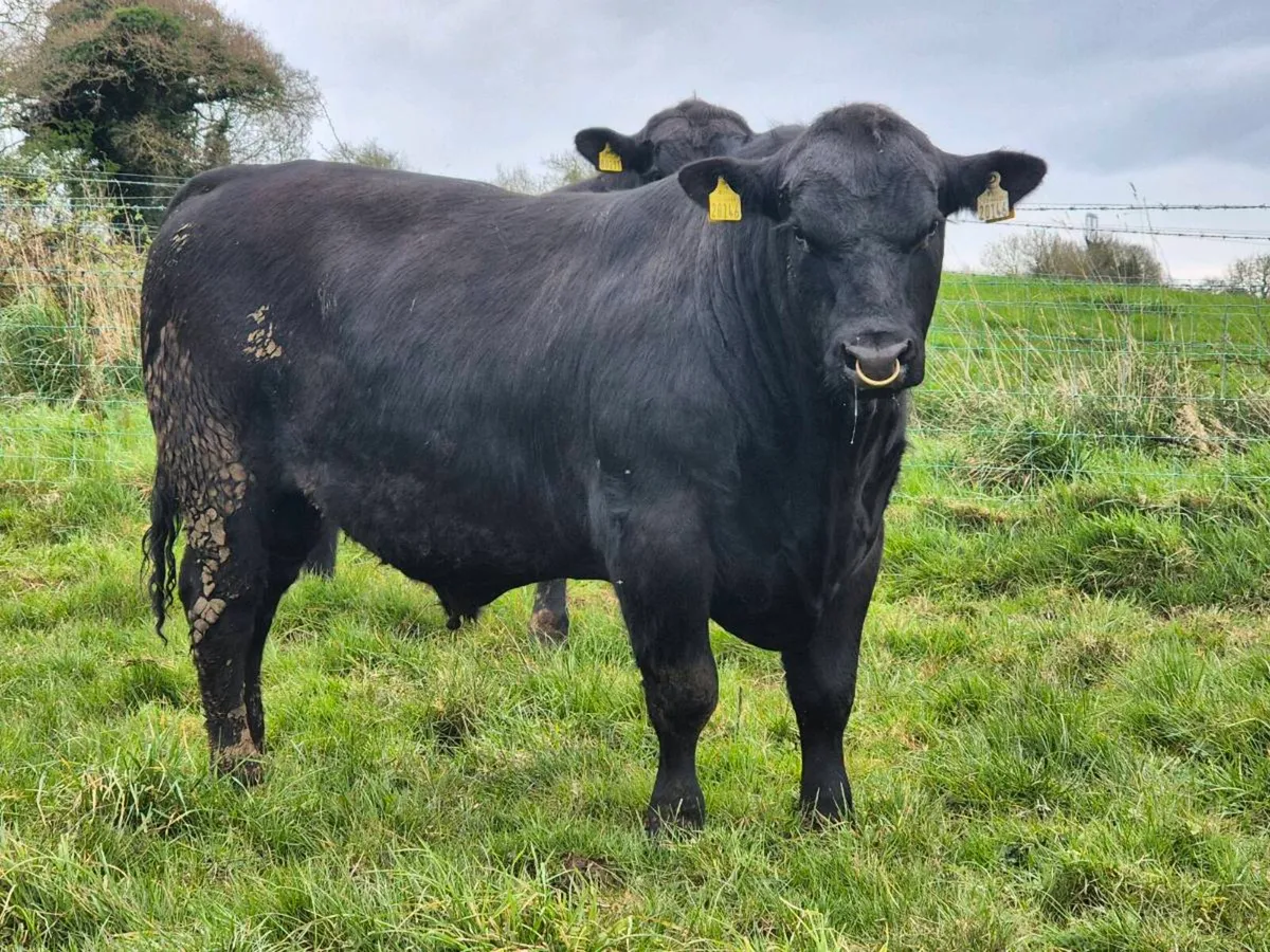 Angus bulls - Image 1