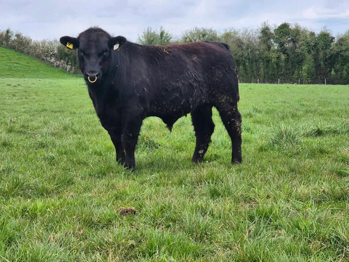 Angus bulls - Image 3