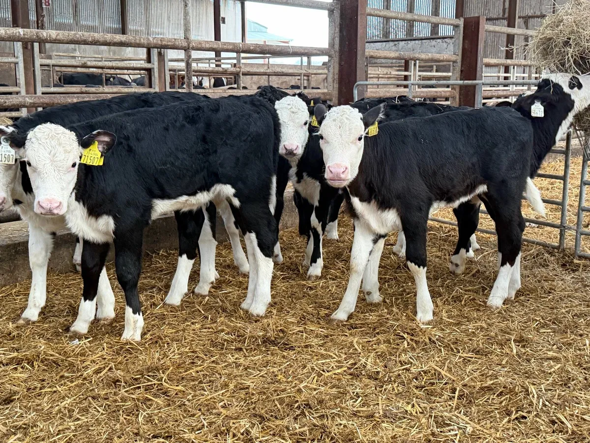8 super Hereford Heifer calves for sale ⭐️ - Image 1