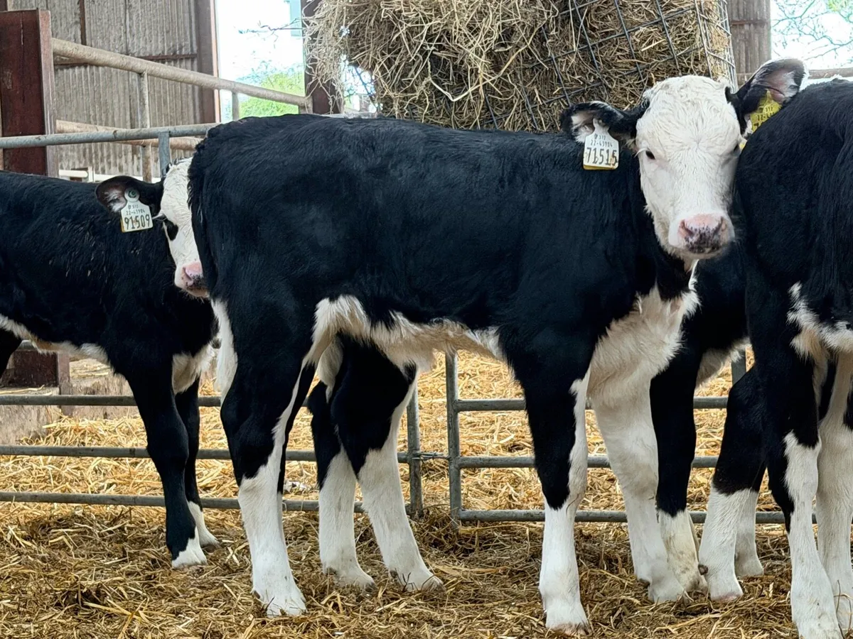8 super Hereford Heifer calves for sale ⭐️ - Image 2