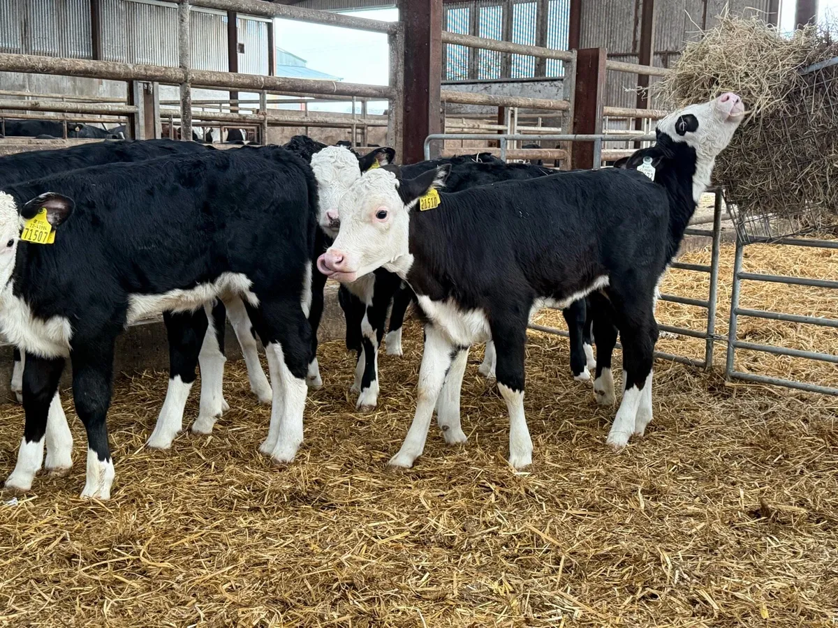 8 super Hereford Heifer calves for sale ⭐️ - Image 3