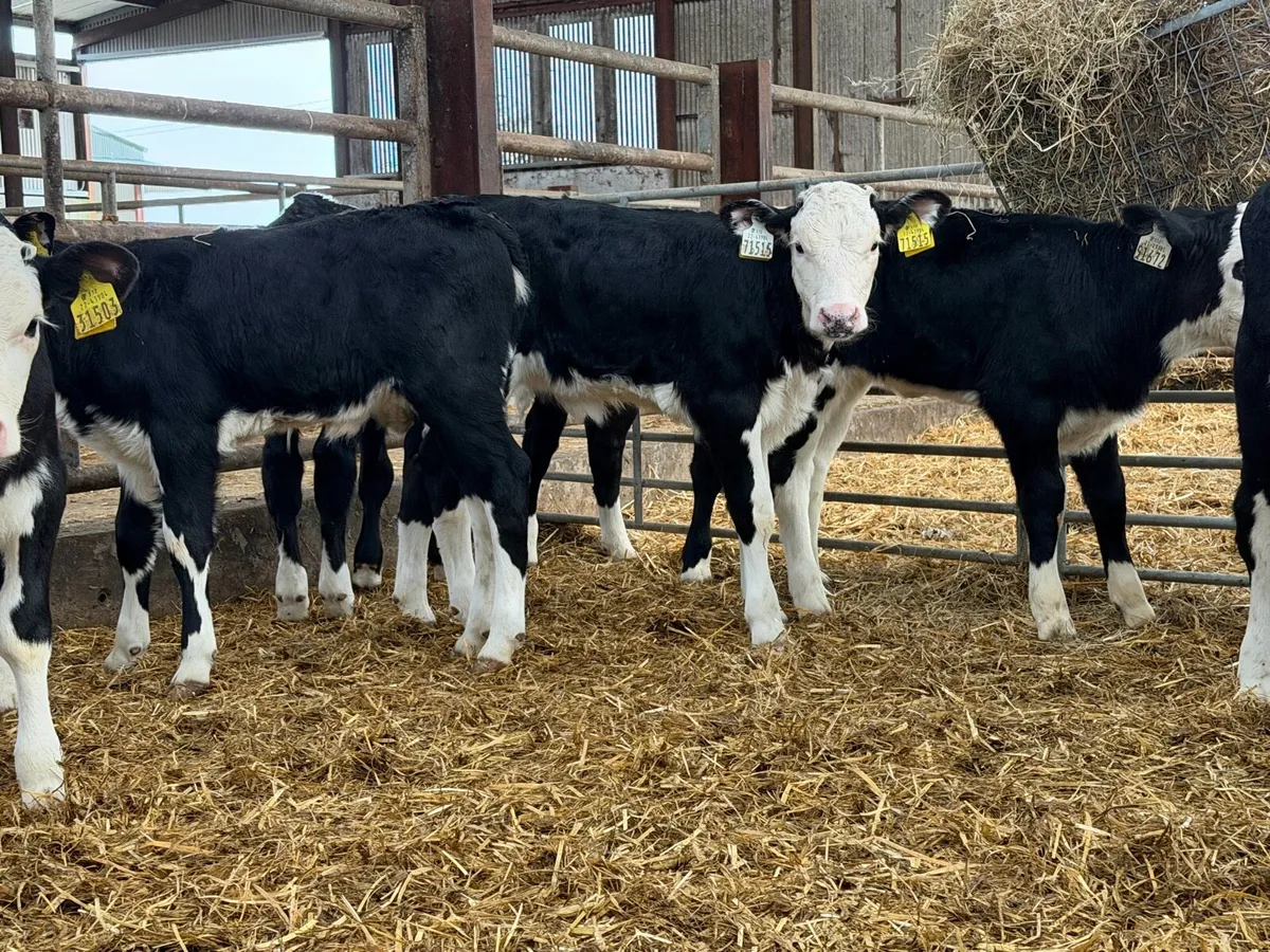 8 super Hereford Heifer calves for sale ⭐️ - Image 4
