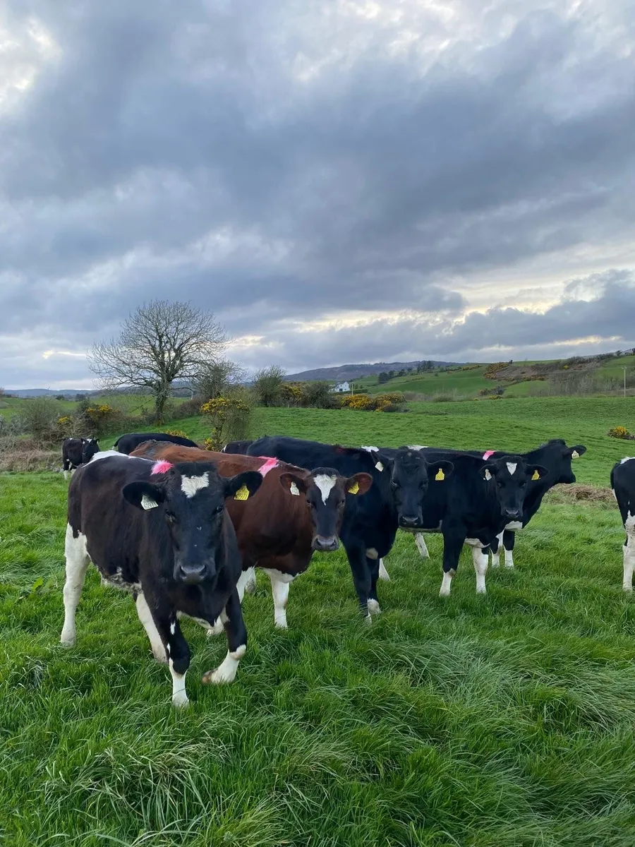 10 Fr/Nrx madien heifers - Image 1