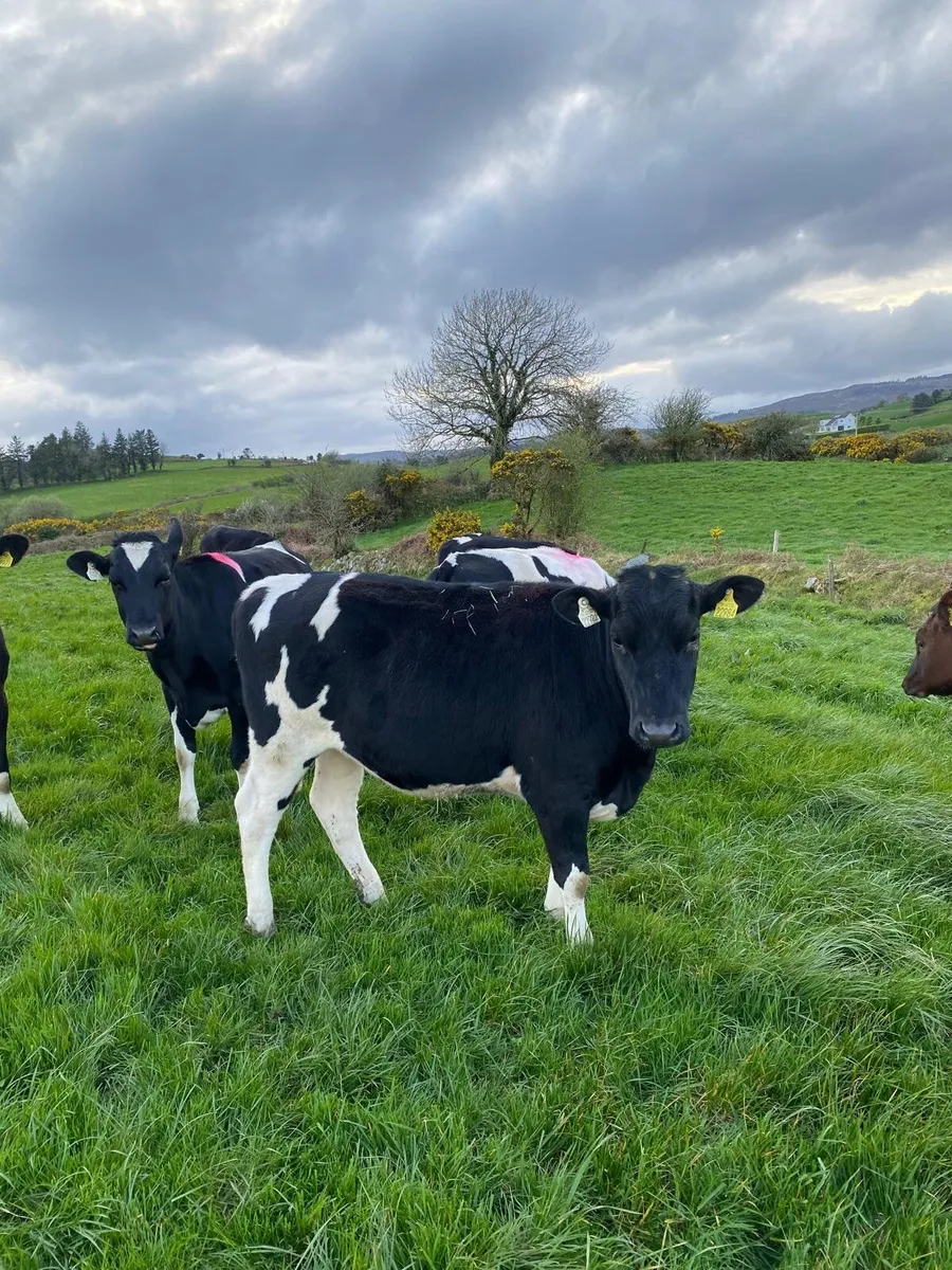 10 Fr/Nrx madien heifers - Image 3