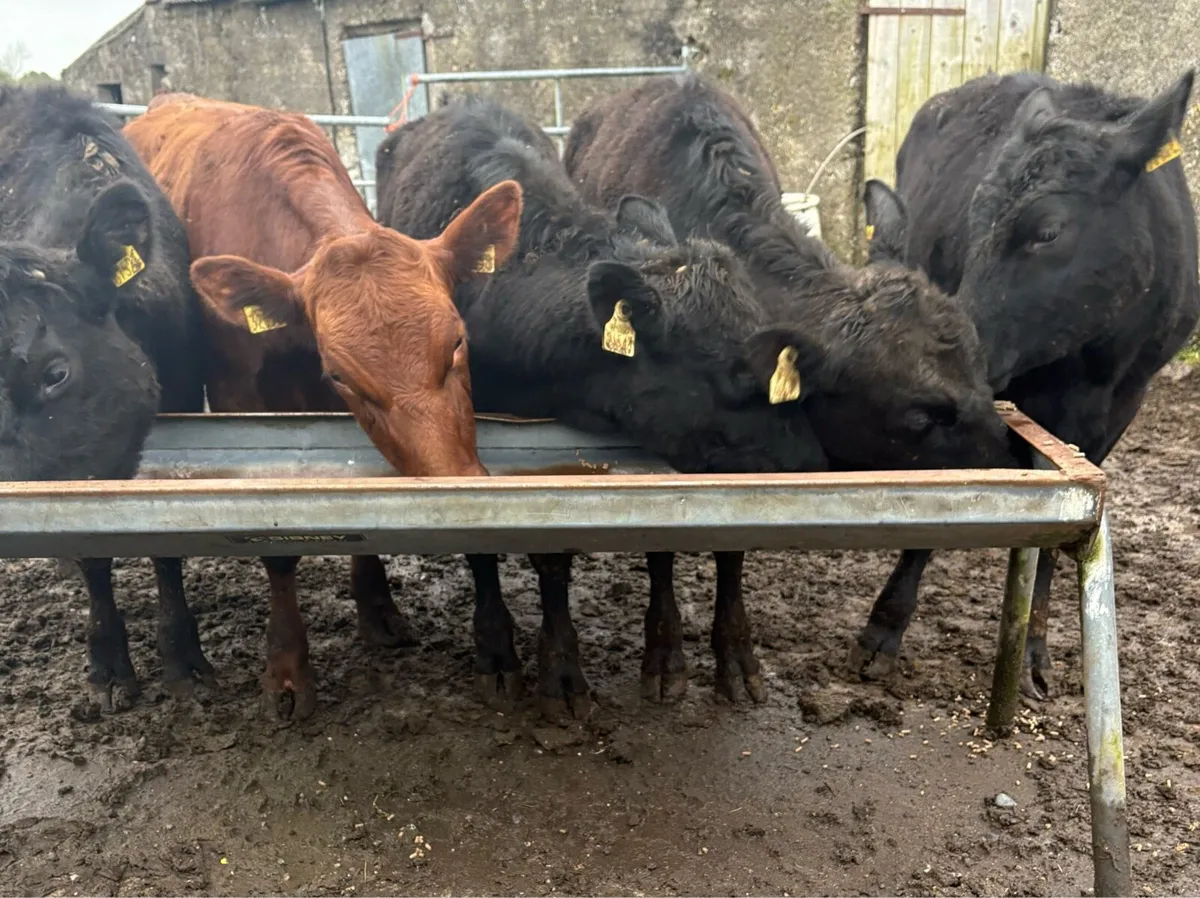 Aberdeen Angus Heifers - Image 3