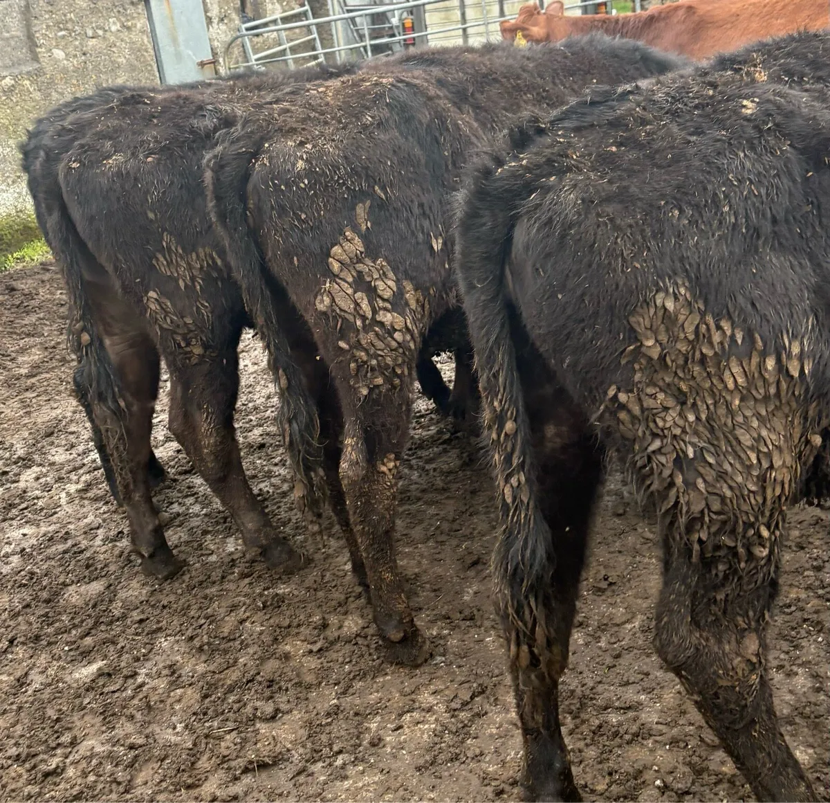 Aberdeen Angus Heifers - Image 4