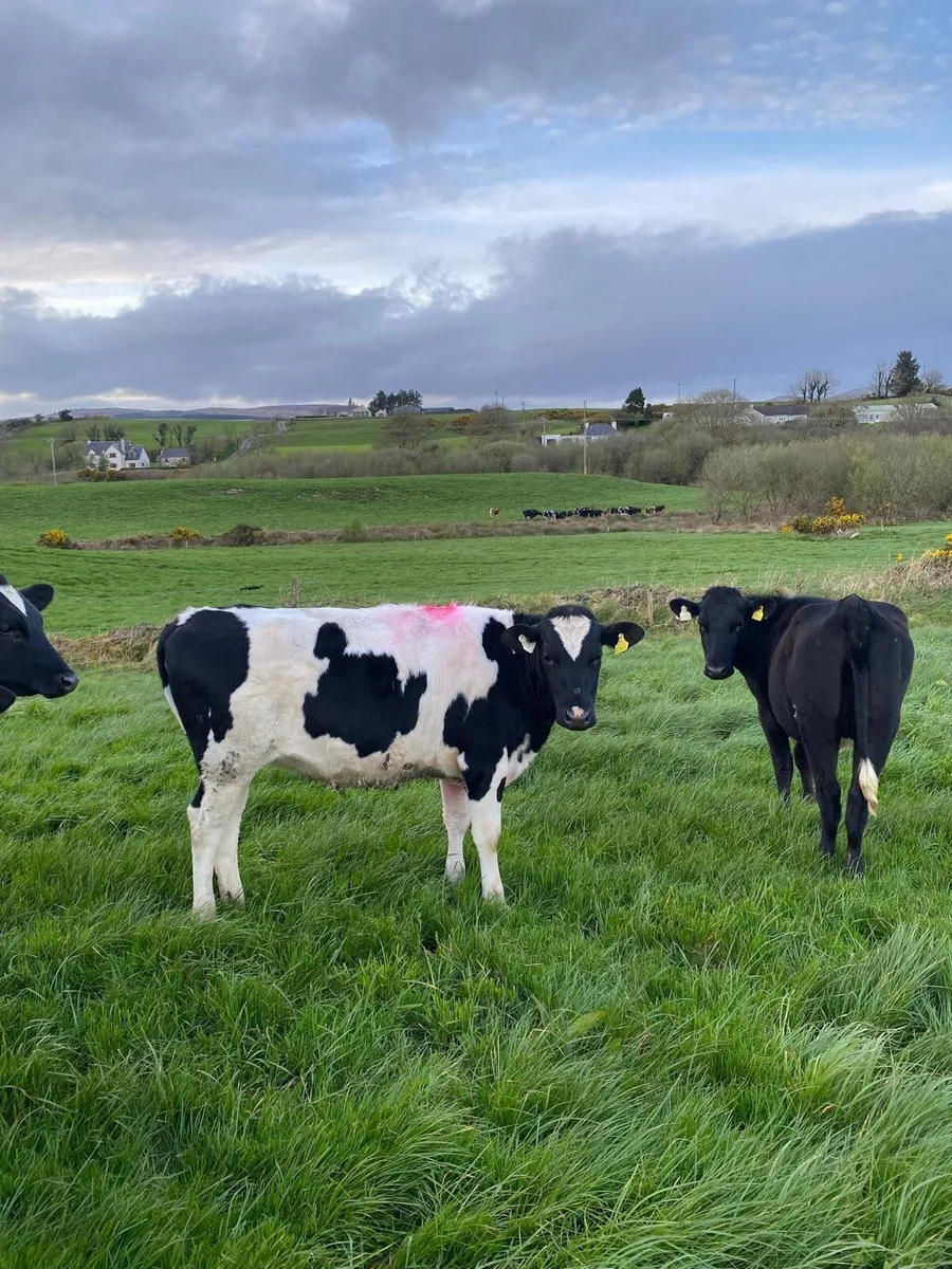 10 Fr/Nrx madien heifers - Image 4