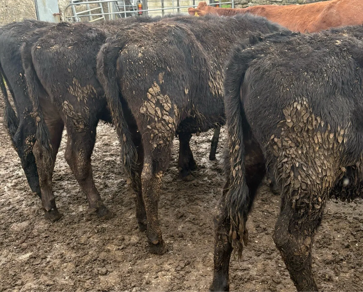 Aberdeen Angus Heifers - Image 1