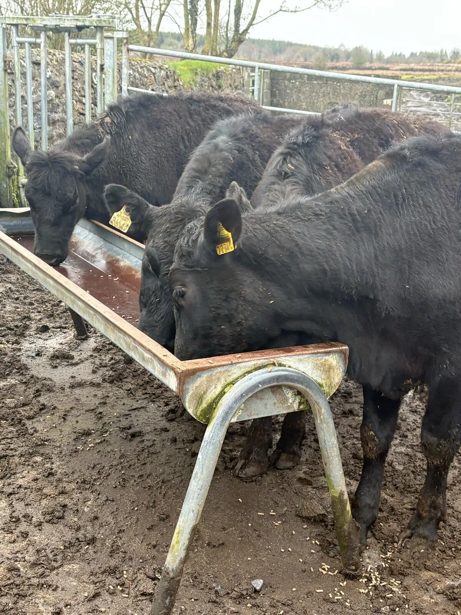 Aberdeen Angus Heifers - Image 2