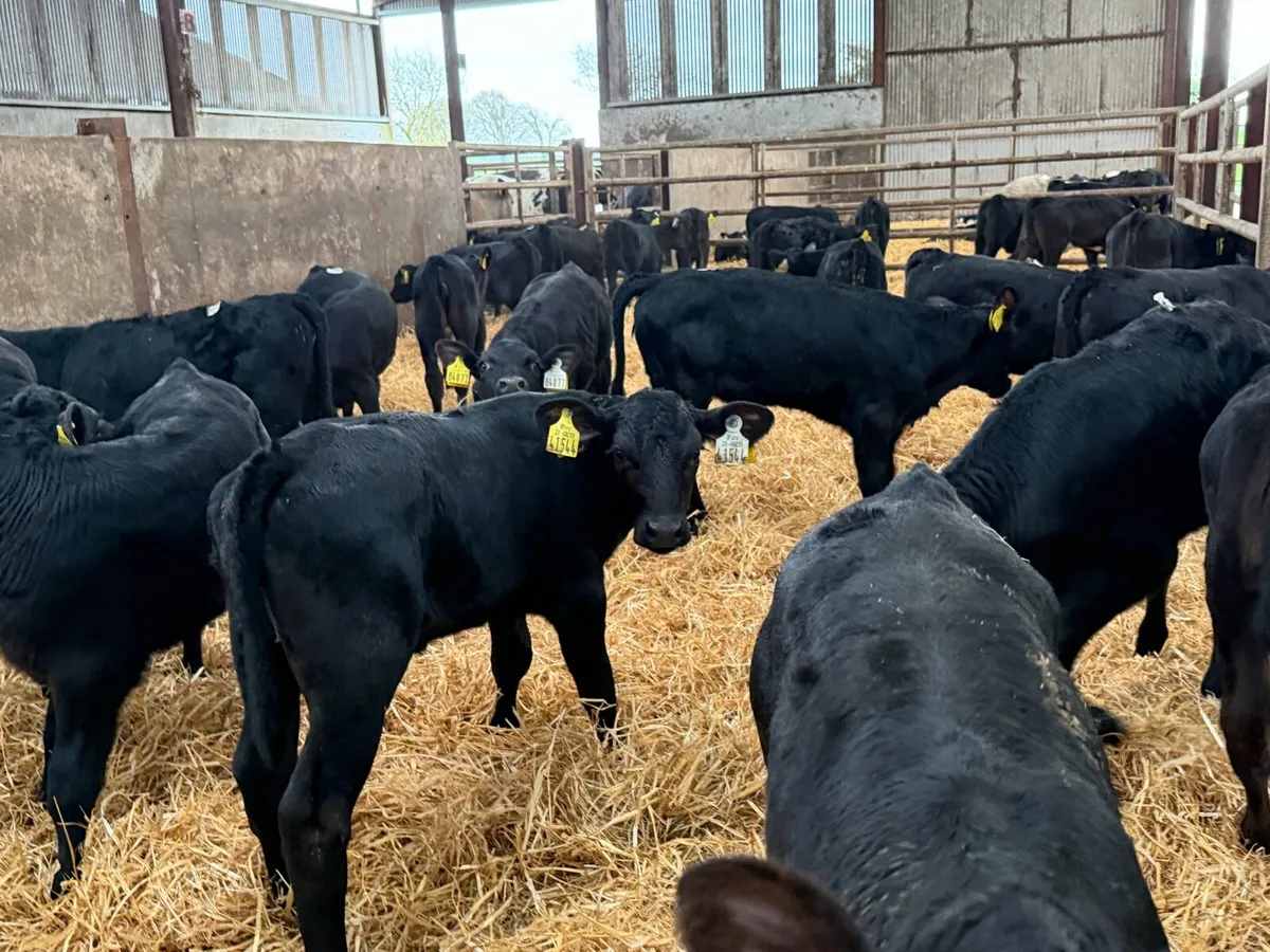 30 Aberdeen Angus heifer calves for sale ⭐️ - Image 1