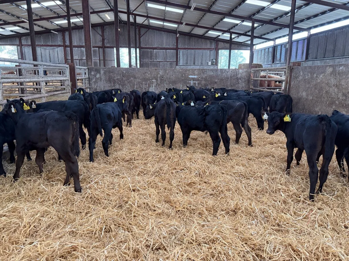 30 Aberdeen Angus heifer calves for sale ⭐️ - Image 2