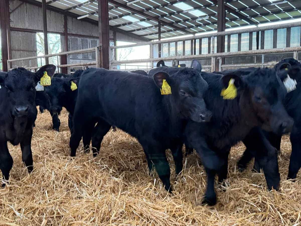30 Aberdeen Angus heifer calves for sale ⭐️ - Image 3