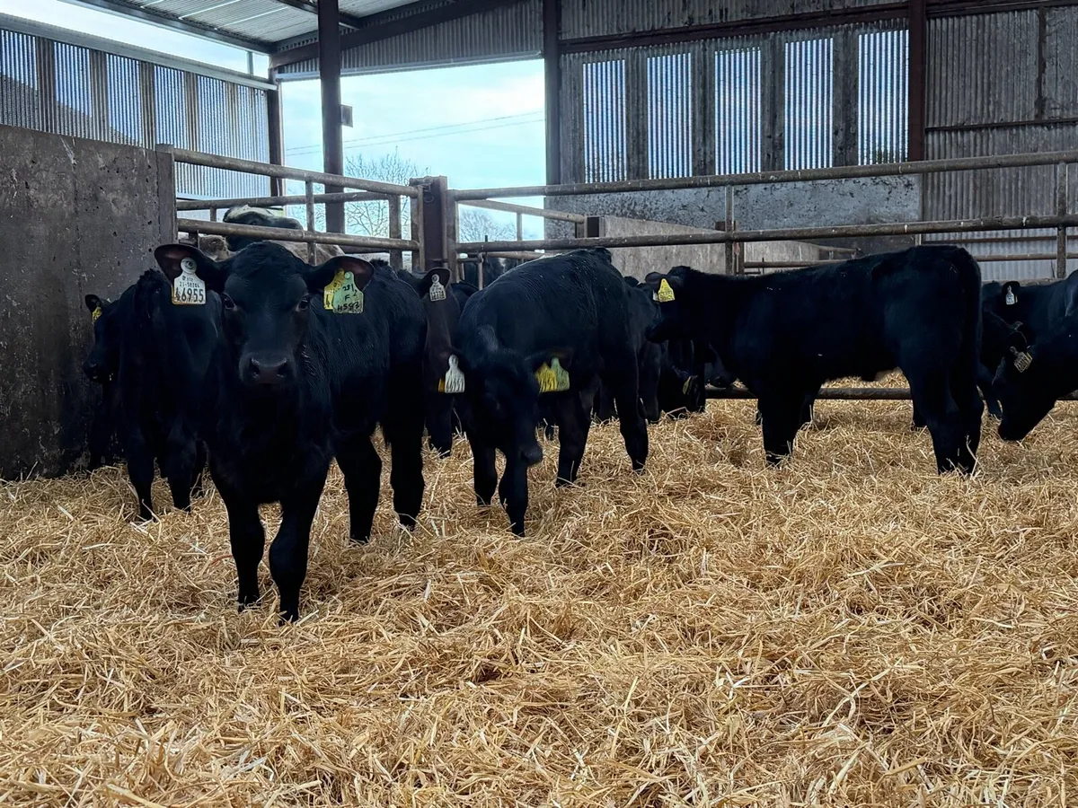 30 Aberdeen Angus heifer calves for sale ⭐️ - Image 4