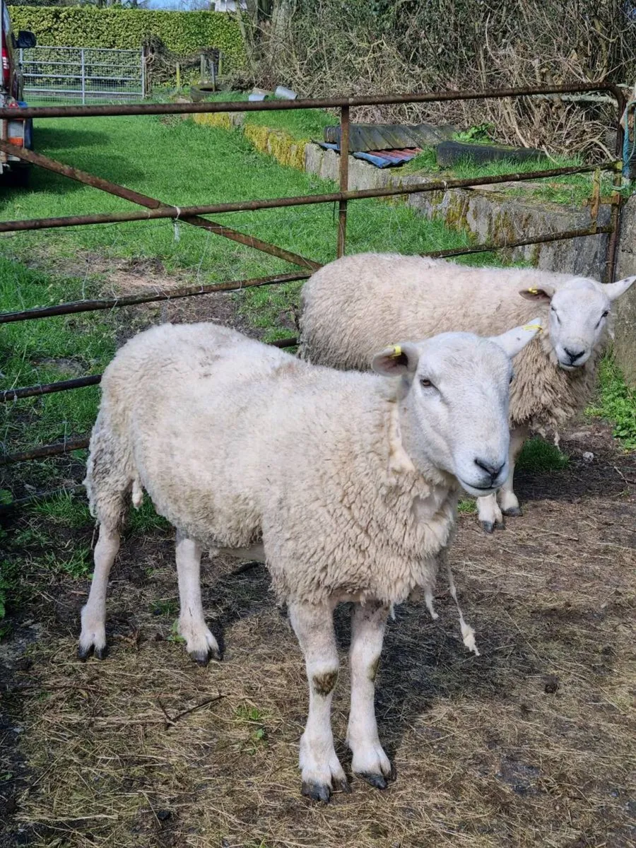 Ram for Sale - Image 1