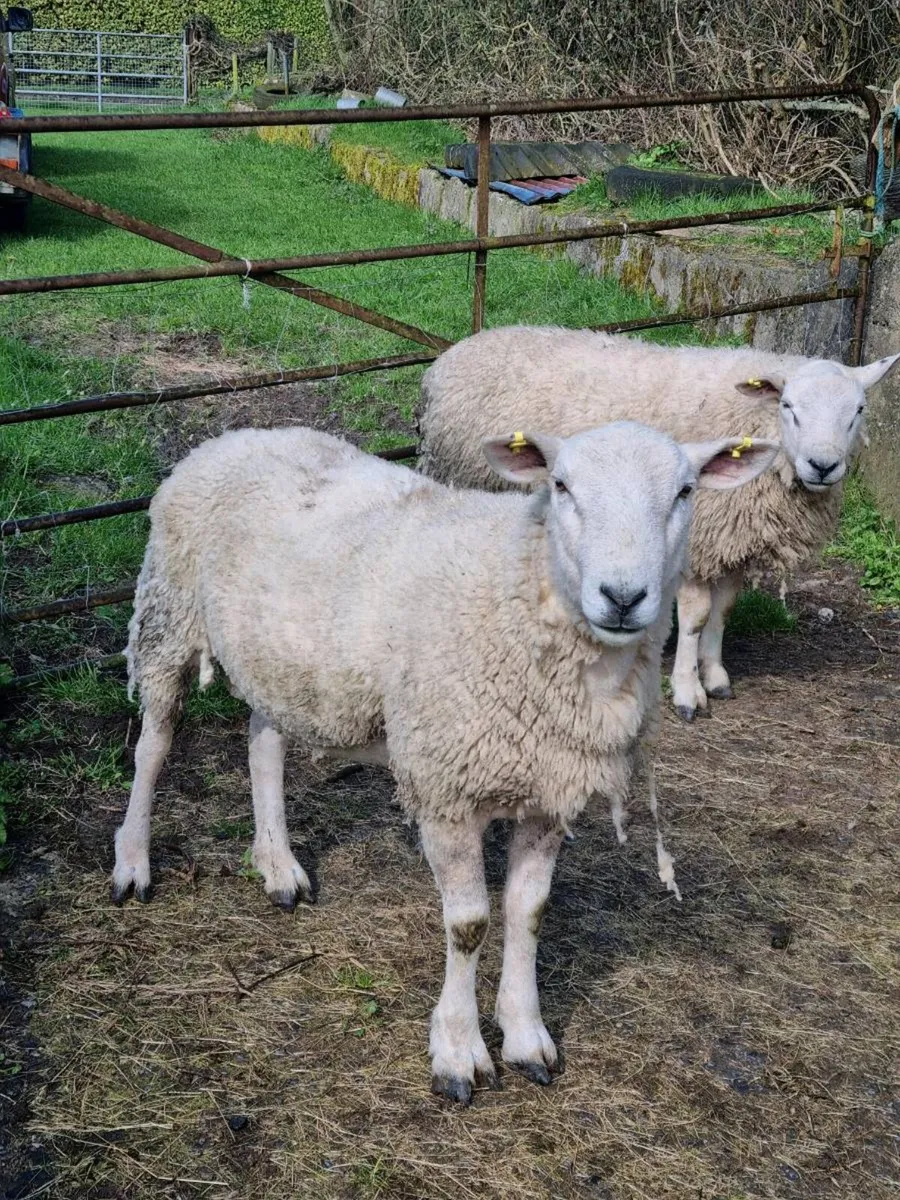 Ram for Sale - Image 2