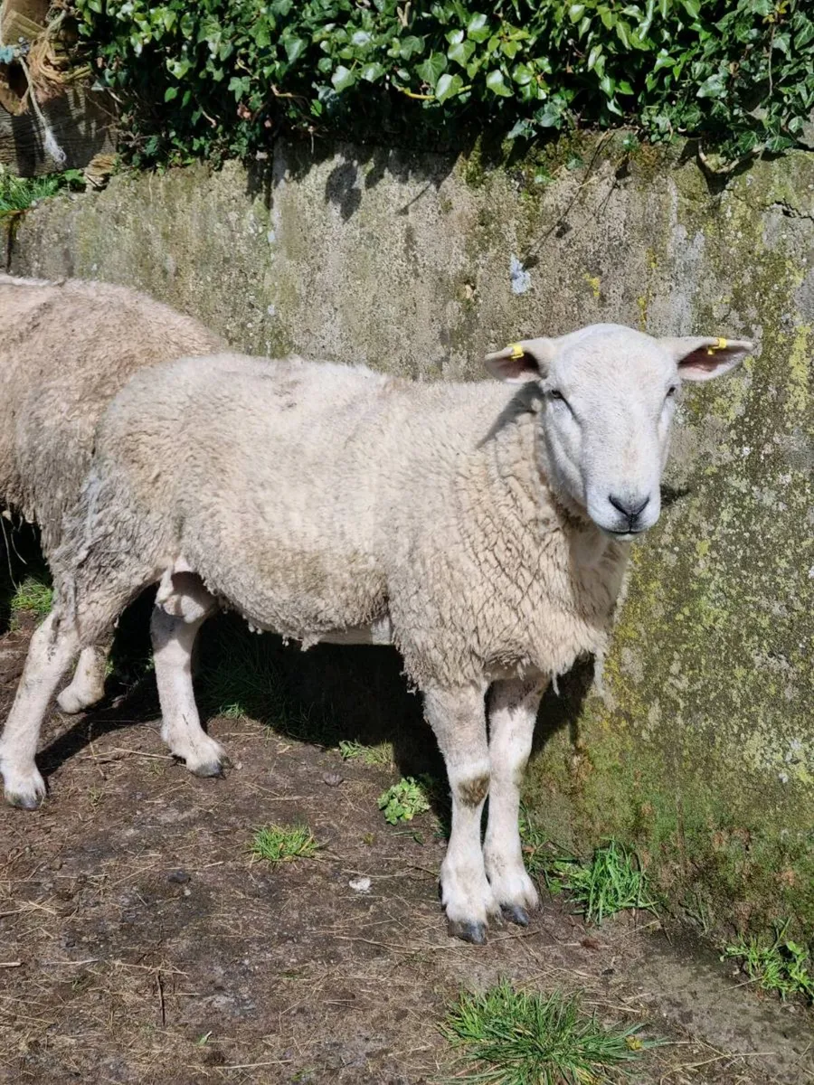 Ram for Sale - Image 3