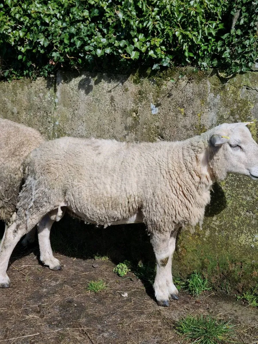 Ram for Sale - Image 4