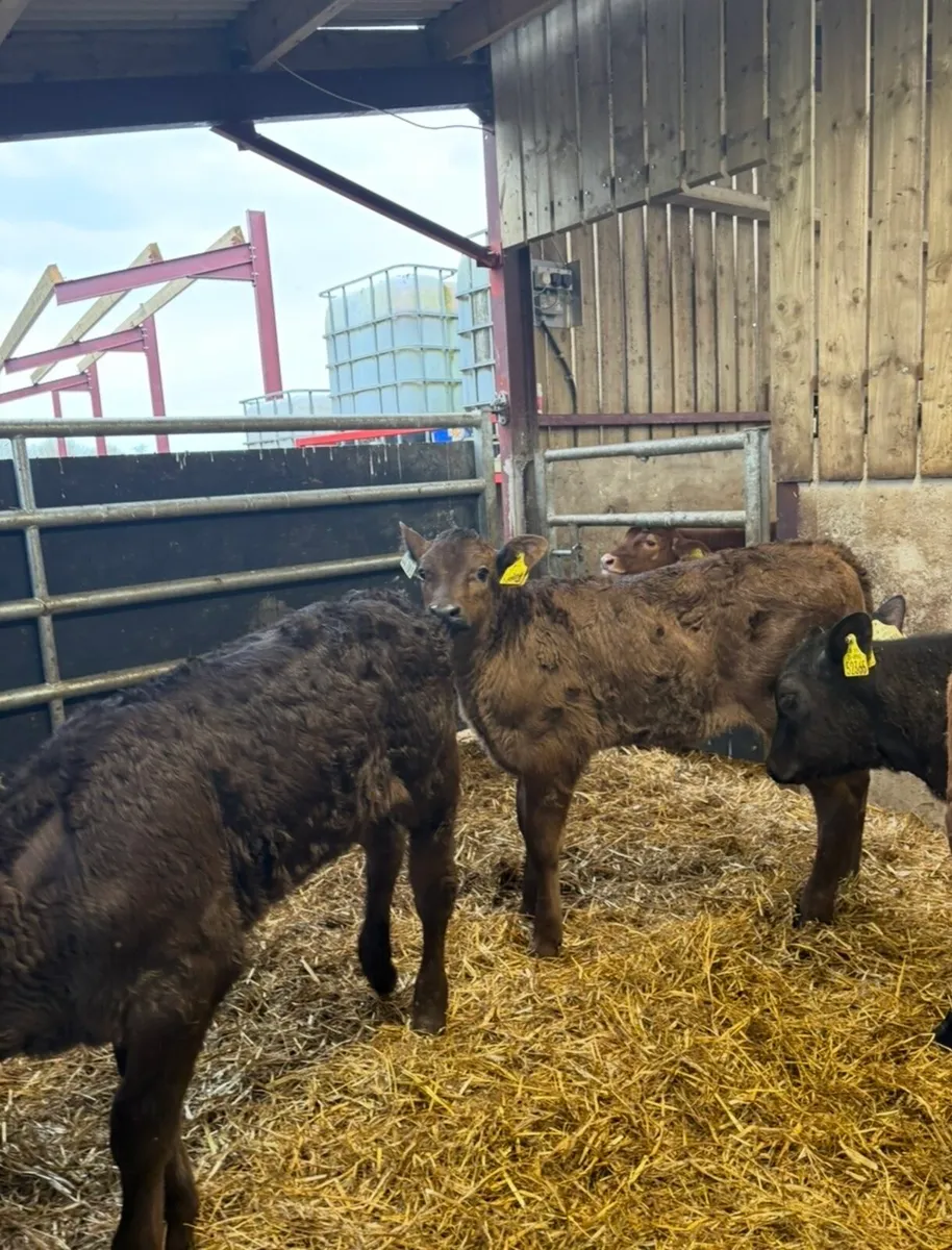 20 super 2 month old continental heifers🔥🔥 - Image 3