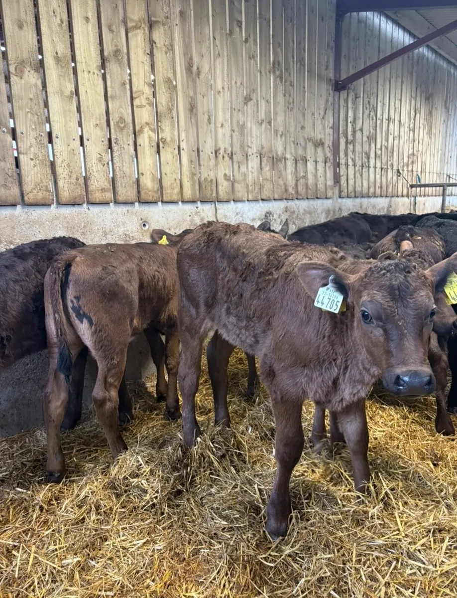 20 super 2 month old continental heifers🔥🔥 - Image 4