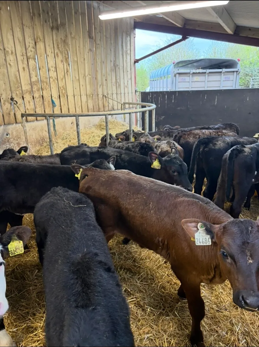 20 super 2 month old continental heifers🔥🔥 - Image 1