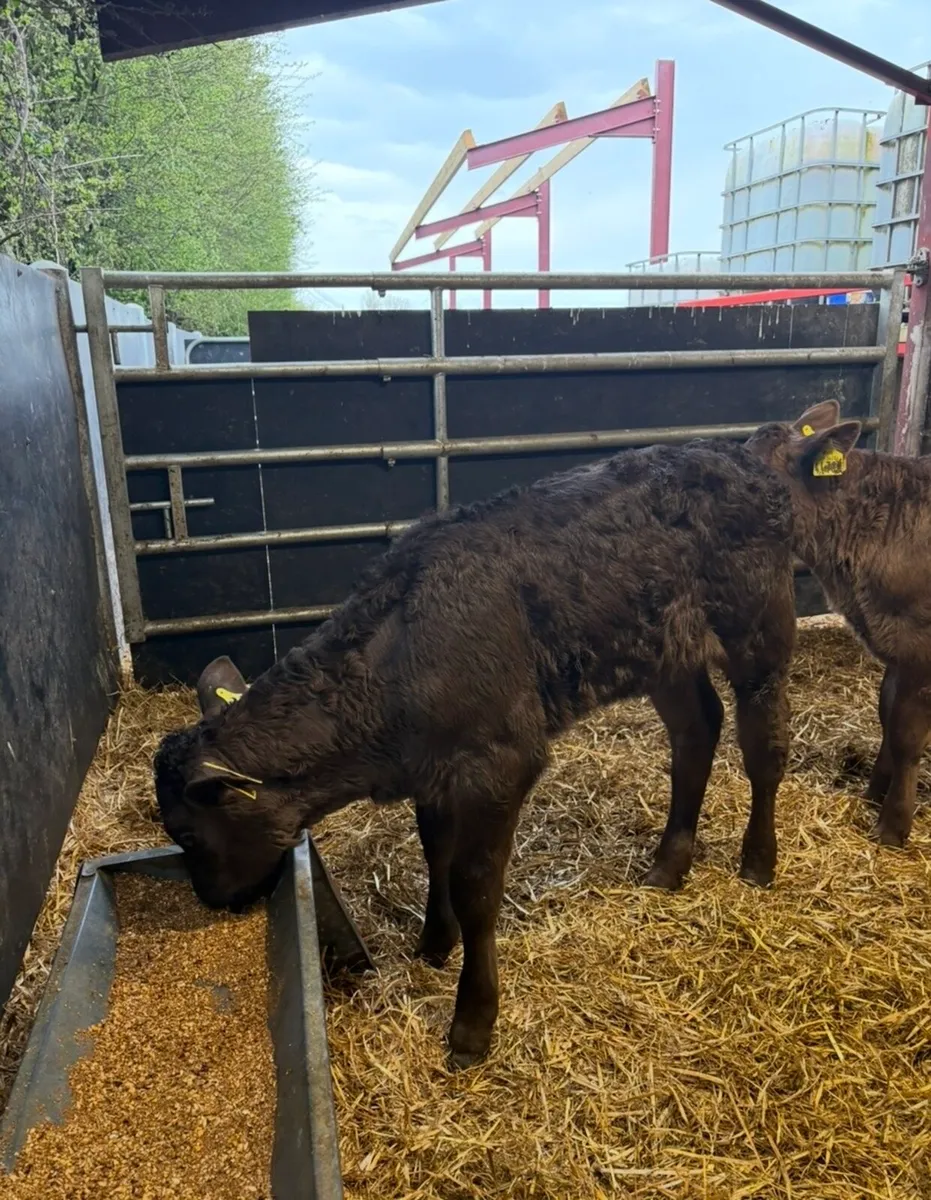 20 super 2 month old continental heifers🔥🔥 - Image 2