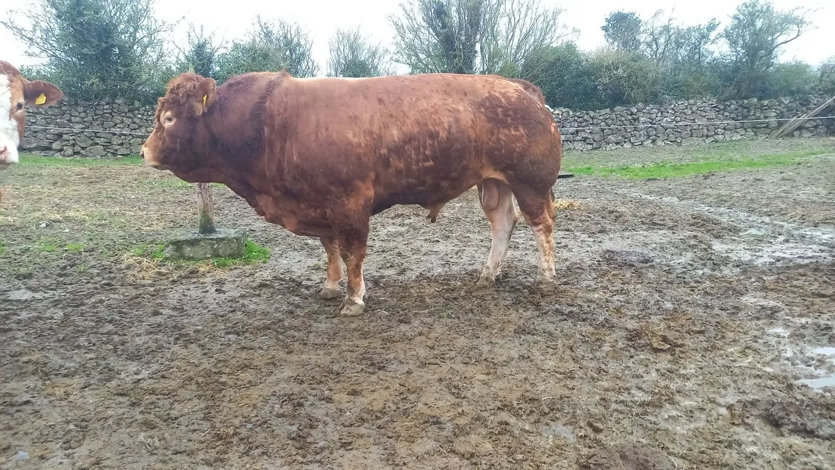 Limousin Bull 🌟 🌟 🌟 🌟 - Image 2